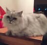 last cat
