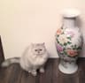 another cat