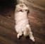 another cat