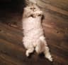 another cat